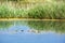 Mountain pond and Caspian turtles or striped-neck terrapins