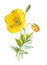 Mountain poppy or windflower. Antique hand drawn field flowers illustration. Vintage and antique flowers. wild flower illustration