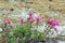 Mountain Pride plant, Yosemite National Park