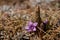 Mountain purple dwarf flower  - German gentian; Gentianella germanica