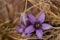 Mountain purple dwarf flower  - German gentian; Gentianella germanica