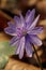 Mountain Purple flower - Hepatica transsilvanica. Spring background