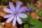 Mountain Purple flowers - Hepatica transsilvanica. Spring background