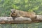 Mountain rabbit - Daman - Procavia capensis lies on a log