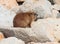 Mountain rabbit sitting between rocks on the morning