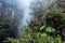 Mountain rainforest, near the waterfall Pailon del Diablo