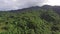 Mountain rainforest replete with full grown trees. Drone aerial shot