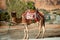 Mountain range, bush and camel in Negev desert, Israel