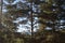 Mountain Range Of Gredos Hidden Behind A Fir Tree Completely Snowfall At The Background. Nature, Travel, Landscapes. December 21,