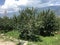 Mountain range from manali and Rohtang pass apple trees