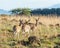 Mountain Reedbuck