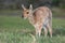 Mountain Reedbuck Antelope