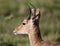 Mountain Reedbuck Antelope