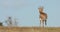 Mountain Reedbuck ram poses in South Africa