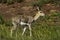 Mountain reedbuck, South Africa