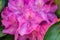 Mountain Rhododendron â€“ Rhododendron catawbiense