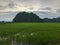 Mountain and rice field at Phatthalung