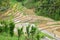 Mountain rice fields