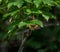 Mountain ringlet on a leaf