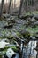 Mountain river bank vertical photography, stones covered with moss and tree trunks, clear water, natural background