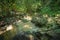 Mountain river, boulders in the tropical jungle on a sunny day. Wide angle