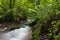 Mountain river in the Carpathians on a summer day with clear crystal water, rocks overgrown with moss and ferns. The concept of vi