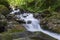 Mountain river in the Carpathians on a summer day with clear crystal water, rocks overgrown with moss and ferns. The concept of vi