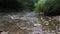 Mountain river close-up, tree branches bent to the river