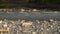 Mountain river flowing between stones and trees, bank, wide angle