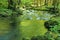 Mountain river flows through the boxwood forest, Abkhazia