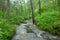 Mountain river flows in forest under a bias