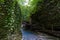 Mountain river in the gorge and stones covered with moss. Waterfall and dense vegetation.