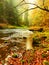 Mountain river with low level of water, gravel with colorful beech, aspen and maple leaves. Fresh green mossy stones and boulders