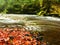 Mountain river with low level of water, gravel with colorful beech, aspen and maple leaves. Fresh green mossy stones and boulders