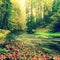 Mountain river with low level of water, gravel with colorful beech, aspen and maple leaves. Fresh green mossy stones and boulders