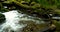 Mountain river with rapids and waterfalls - stream flowing through thick green forest. Stream in dense wood