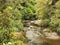 Mountain river running through native forest in the afternoon