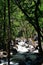 Mountain river in the shade of trees in Yosemite National Park, California