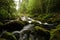 Mountain river in Slovenia, dreamy scenery, moss-covered stones