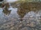 Mountain river stones and aquatic plants with reflection in surface