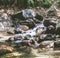 Mountain River Stream Through Summer Forest. Clear Water. Day In Nature