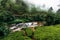 Mountain river among tea plantations. Large tea plantation. Green tea in mountains. Nature of Sri Lanka. Tea in Sri Lanka. Green