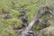 Mountain river with a tree, rocks and grass