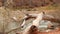 Mountain river in Zion national park, autumn in Utah, USA. Stream in rainy red canyon, terracotta stones and creek