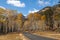 Mountain Road Through Aspens in Fall