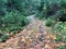 Mountain road fall colors and ferns lsandscape trees