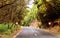 Mountain road in the Garajonay National Park, La Gomera