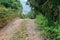Mountain road in jungle forest natural view