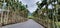 Mountain road palm trees