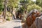 Mountain road road going into a stone tunnel near the village Sa Calobra. Island Majorca, Spain